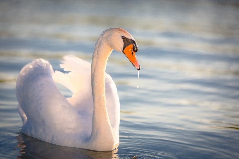 Swan