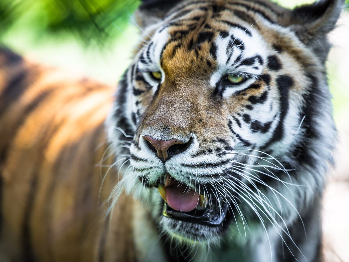 Close-up of a tiger's face with mouth open and pale green eyes, its striped body blurred against green foliage.