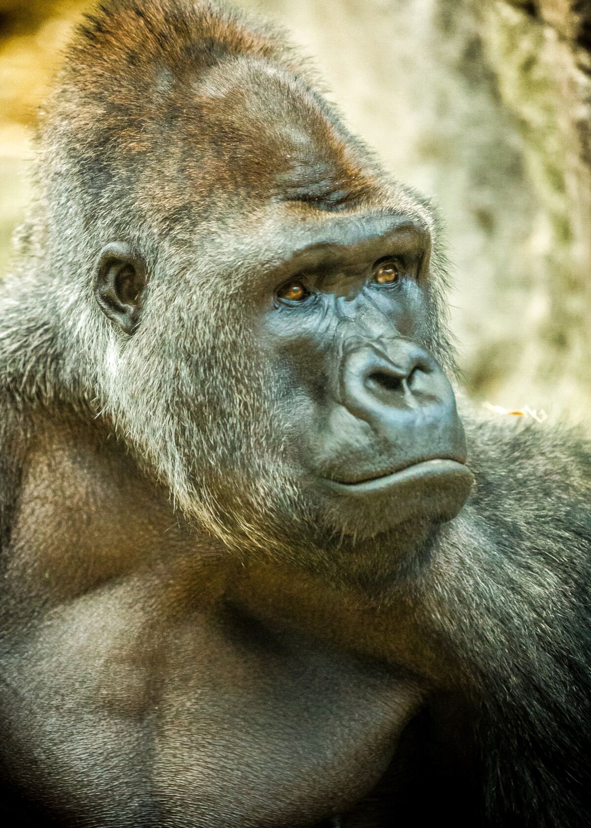Profile of a silverback gorilla with amber eyes gazing into the distance against a blurred tan rock wall.