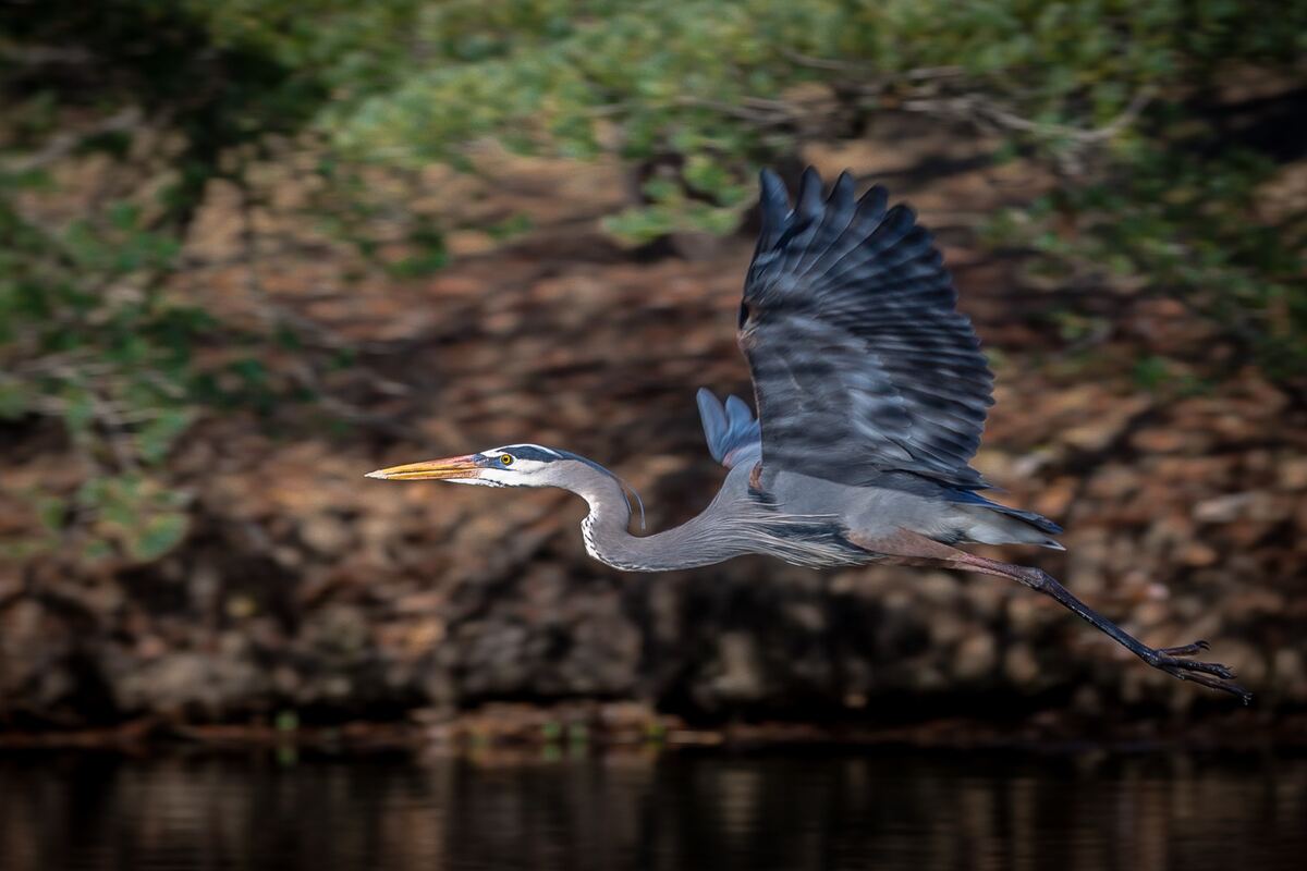 A great blue heron flies low over dark water with wings raised high, legs trailing, against a blurred rocky bank.