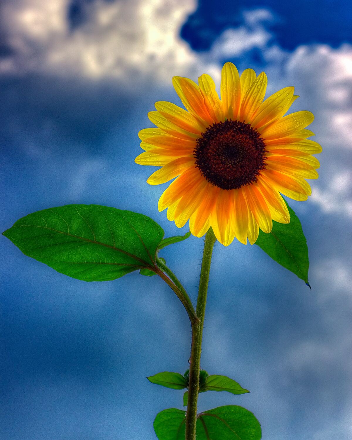 A single sunflower with raindrop-flecked yellow petals stands on its stem against a deep blue sky and clouds.
