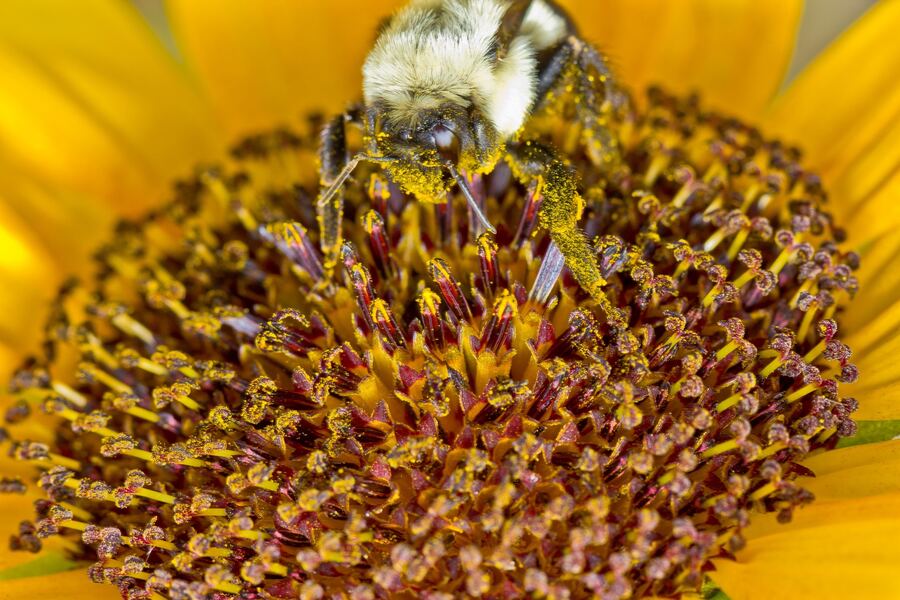 Macro of a bumblebee dusted in yellow pollen while foraging among the dark red florets at the center of a sunflower.