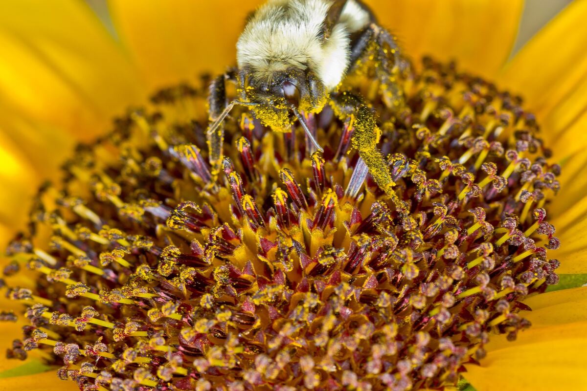 Macro of a bumblebee dusted in yellow pollen while foraging among the dark red florets at the center of a sunflower.