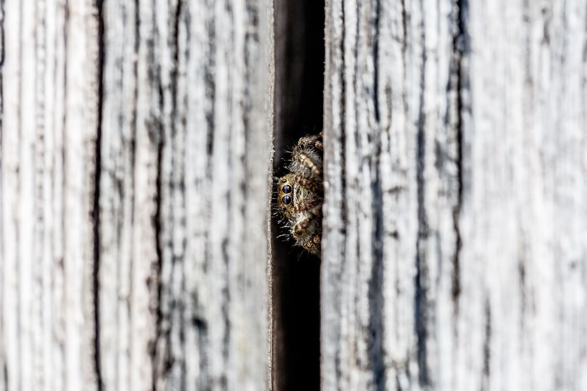 A jumping spider with large dark eyes peers out from a narrow gap between weathered gray fence boards.