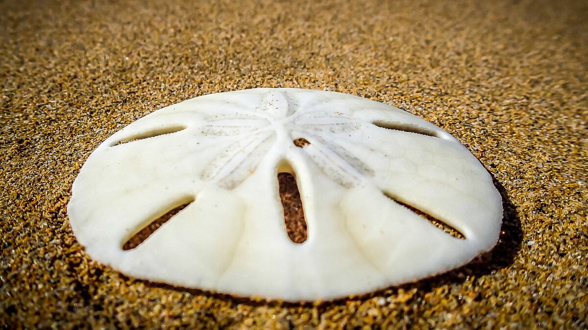 A white sand dollar rests half-settled in coarse golden sand.