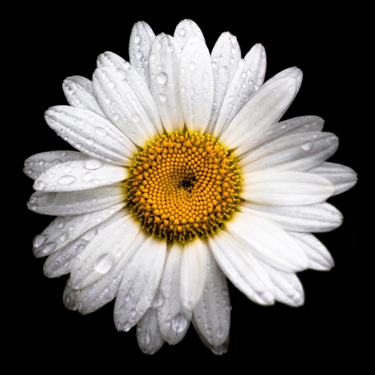 Overhead close-up of a white daisy covered in raindrops against a pure black background.