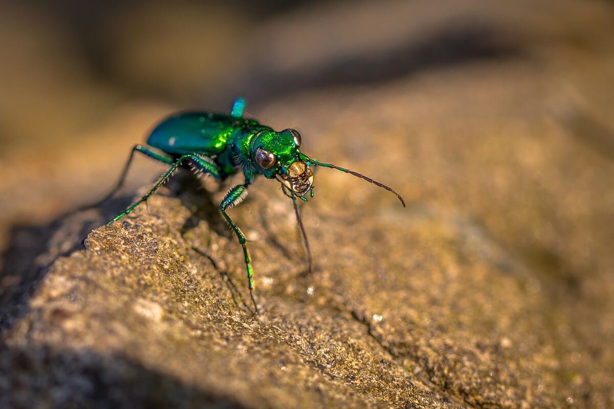 Macro of an iridescent green tiger beetle facing the camera on a sunlit brown rock.