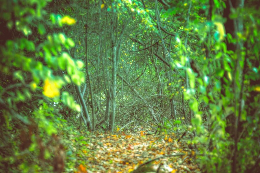 A leaf-strewn footpath passes under an arch of tangled green branches in a dense forest.