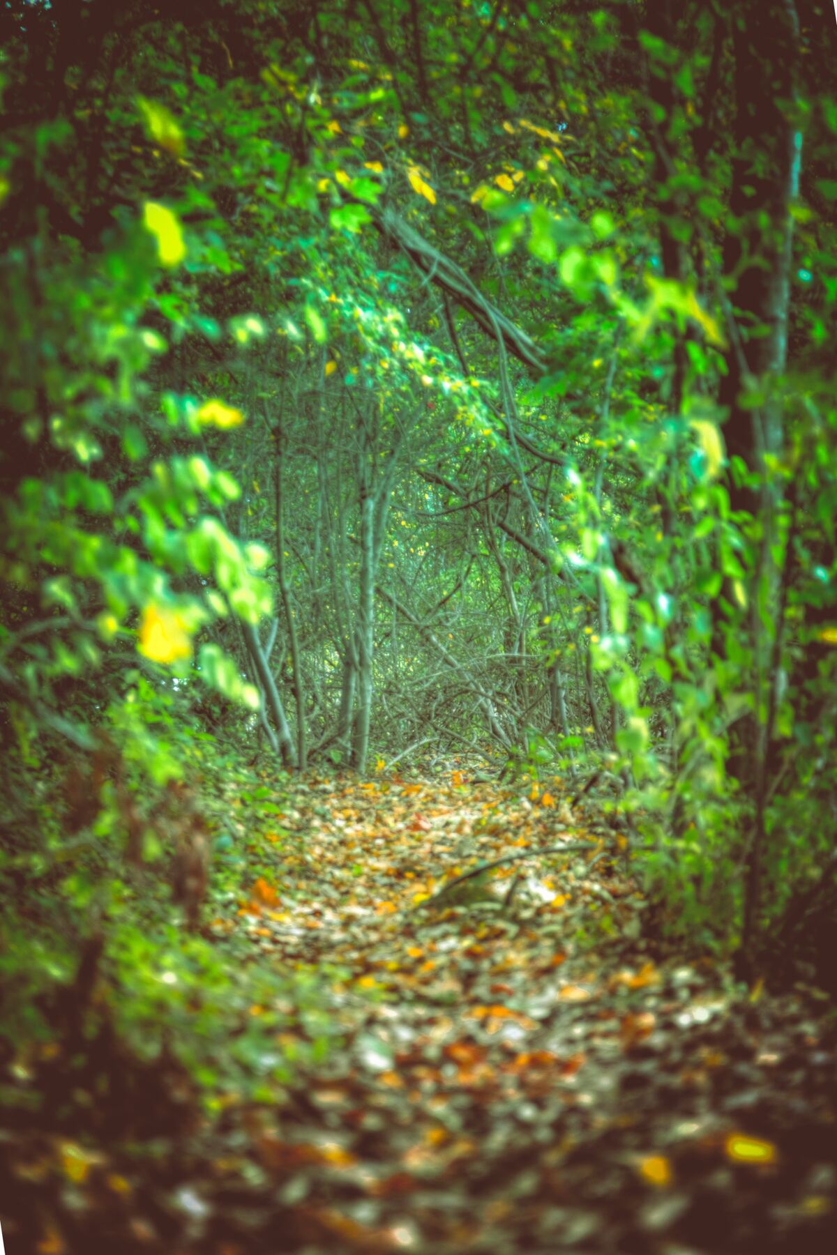 A leaf-strewn footpath passes under an arch of tangled green branches in a dense forest.