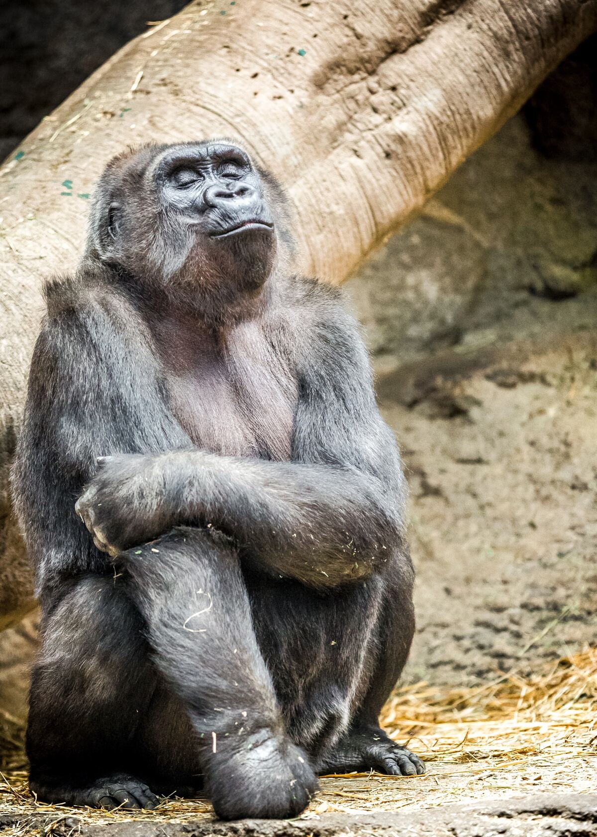 A gorilla sits with eyes closed and head tipped back, arms folded over one raised knee, beside scattered straw.