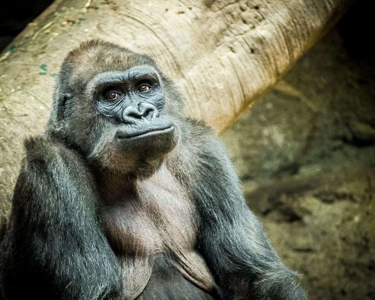 A gorilla rests its chin on one hand and gazes up toward the camera in front of a large fallen log.