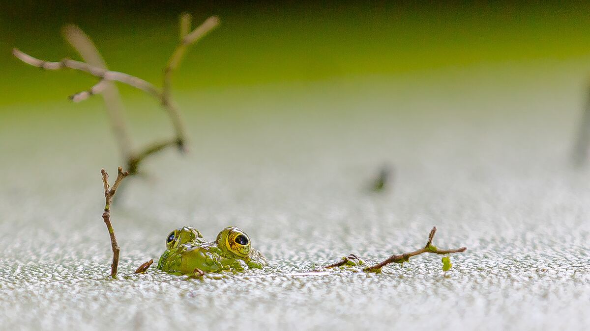 A green frog's gold-rimmed eyes and snout poke above duckweed-covered water among bare twigs.