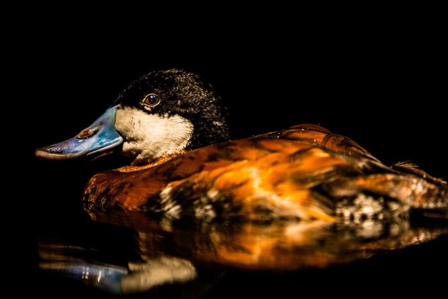 A ruddy duck with a chestnut body, black-and-white head, and pale blue bill floats on dark water in low light.