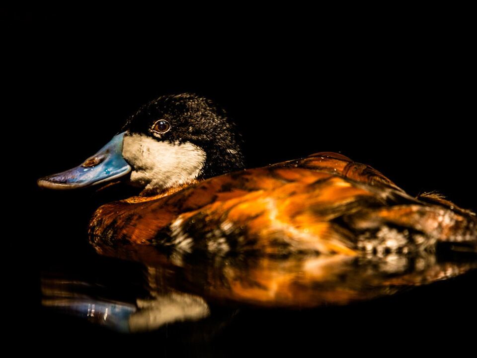 A ruddy duck with a chestnut body, black-and-white head, and pale blue bill floats on dark water in low light.