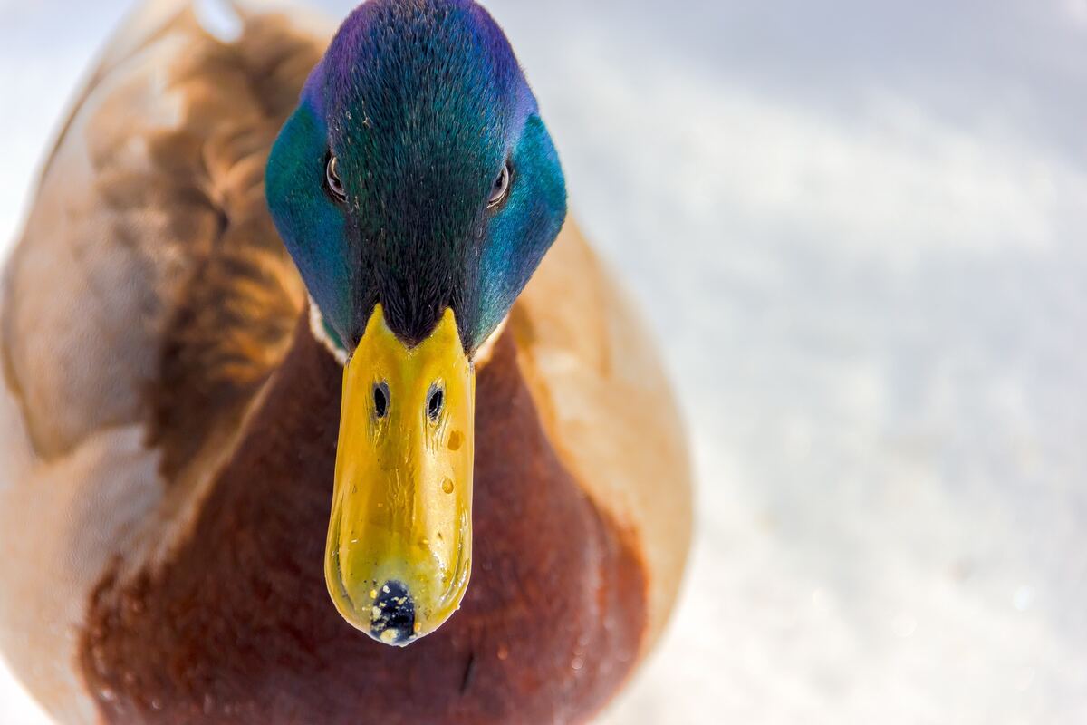 Close-up of a male mallard's iridescent green-and-blue head and yellow bill pointed straight at the camera above snowy ground.