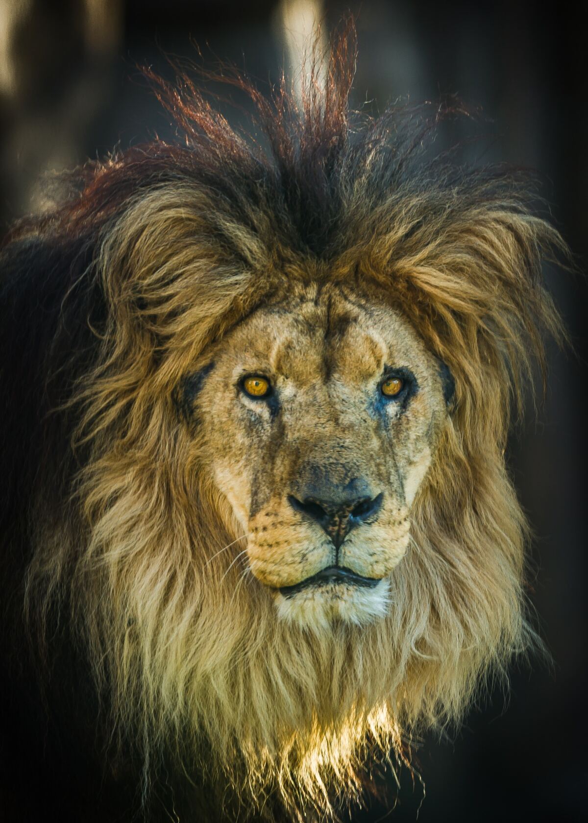 A male lion with a wild backlit mane stares directly at the camera from dark shadow.