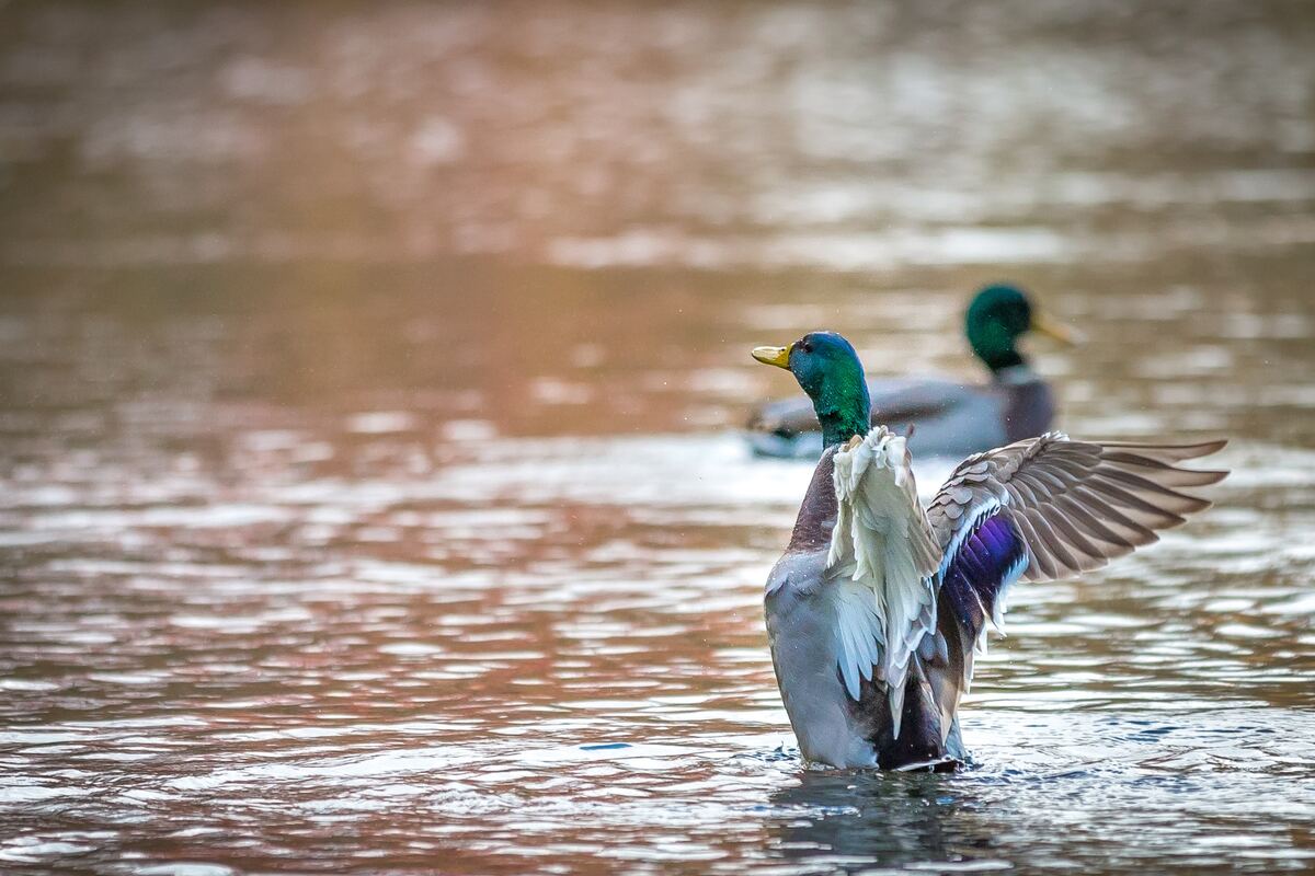 A male mallard rears out of the water flapping its wings, purple-blue wing patch showing, while a second mallard swims behind.