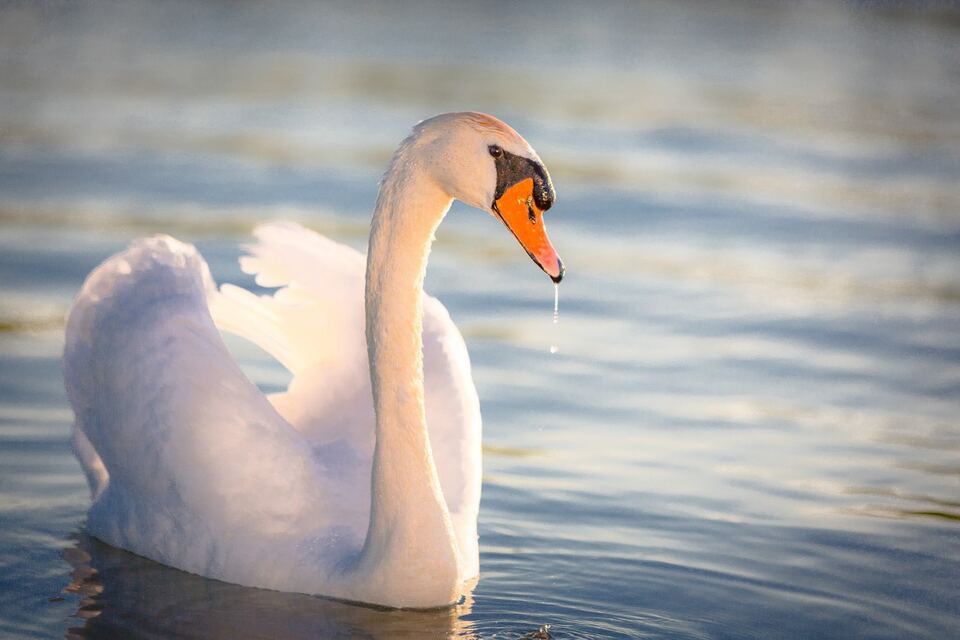 A mute swan with raised wings glides on blue water, a single drop falling from its orange beak.